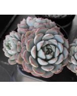 247Garden Echeveria White Minima, the Miniature Echeveria Succulent Plant Cutting 90mm/3.5" Single-Head