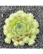 247Garden Sempervivum 'Edward Balls' Real Live Succulent Cactus Plant 65mm/2.5" Single-Head