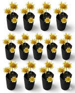 Wholesale 1100pcs/Box 1/4-Gallon Skinny Tall Black Fabric Pots/Aeration Grow Bags 3D x 8H w/Adjustable Height