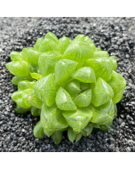 247Garden Haworthia Cymbiformis Live succulent Plant Cutting 65mm/2.5" Single-Head
