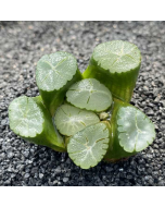 247Garden Haworthia Maughanii Live Succulent Plant Cutting 65mm/2.5" Single-Head