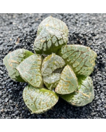 247Garden Haworthia Mordor Live Succulent Plant Cutting 65mm/2.5" Single-Head