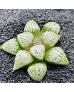 247Garden Haworthia Silver Amber Live Succulent Plant Cutting 65mm/2.5" Single-Head