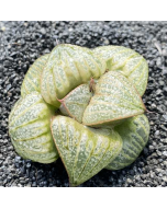 247Garden Haworthia Silver Queen Live Succulent Plant Cutting 65mm/2.5" Single-Head