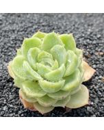 247Garden Echeveria Lime & Chili Live Succulent Plant Cutting 65mm/2.5" Single-Head