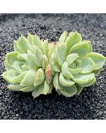 247Garden Echeveria Lime & Chili Live Succulent Plant Cutting 65mm/2.5" Rare Double-Head