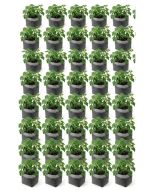 40-Pack 3-Gallon OG Starter Plant Grow Bag White 60GSM Aeration Fabric Pot BPA-Free 10D x 9H