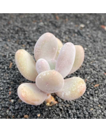 247Garden Pachyphytum 'Blue Haze' Moonstone Live Succulent Plant Cutting 65mm/2.5" Single-Head
