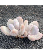 247Garden Pachyphytum 'Blue Haze' Moonstone Live Succulent Plant Cutting 65mm/2.5" Rare Double-Head