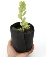 247Garden Basic 1/4-Gallon Transplanter Grow Bag/Aeration Fabric Pot (Black 5H x 4D)