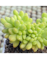 247Garden Sedum Alice Evans Cristata Live Succulent Plant Cutting 65mm/2.5" Single-Head