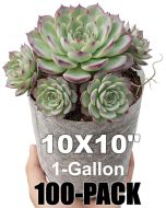 247Garden 100-Pack 10x10" 1-Gallon Aeration Seedling Pots/Nursery Fabric Plant Grow Bags/Covers/Filters (40GSM Non-Woven Eco-Friendly BPA-Free Fabric) Loaded Dimension 6D x 8H