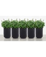 5-Pk 2-Gallon Basic Tall Fabric Pots/Grow Bags 200GSM Black 12H x 7D