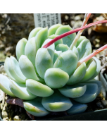 247Garden Echeveria Elegans, the Mexican Snow Ball, God's Throne, Mexican Gem/White Mexican Rose Live Succulent Cutting 90mm/3.5"  Single-Head