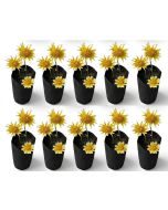 10-Pack 1/4-Gallon Skinny Tall Black Fabric Pots/Deep Aeration Grow Bags 3D x 8H