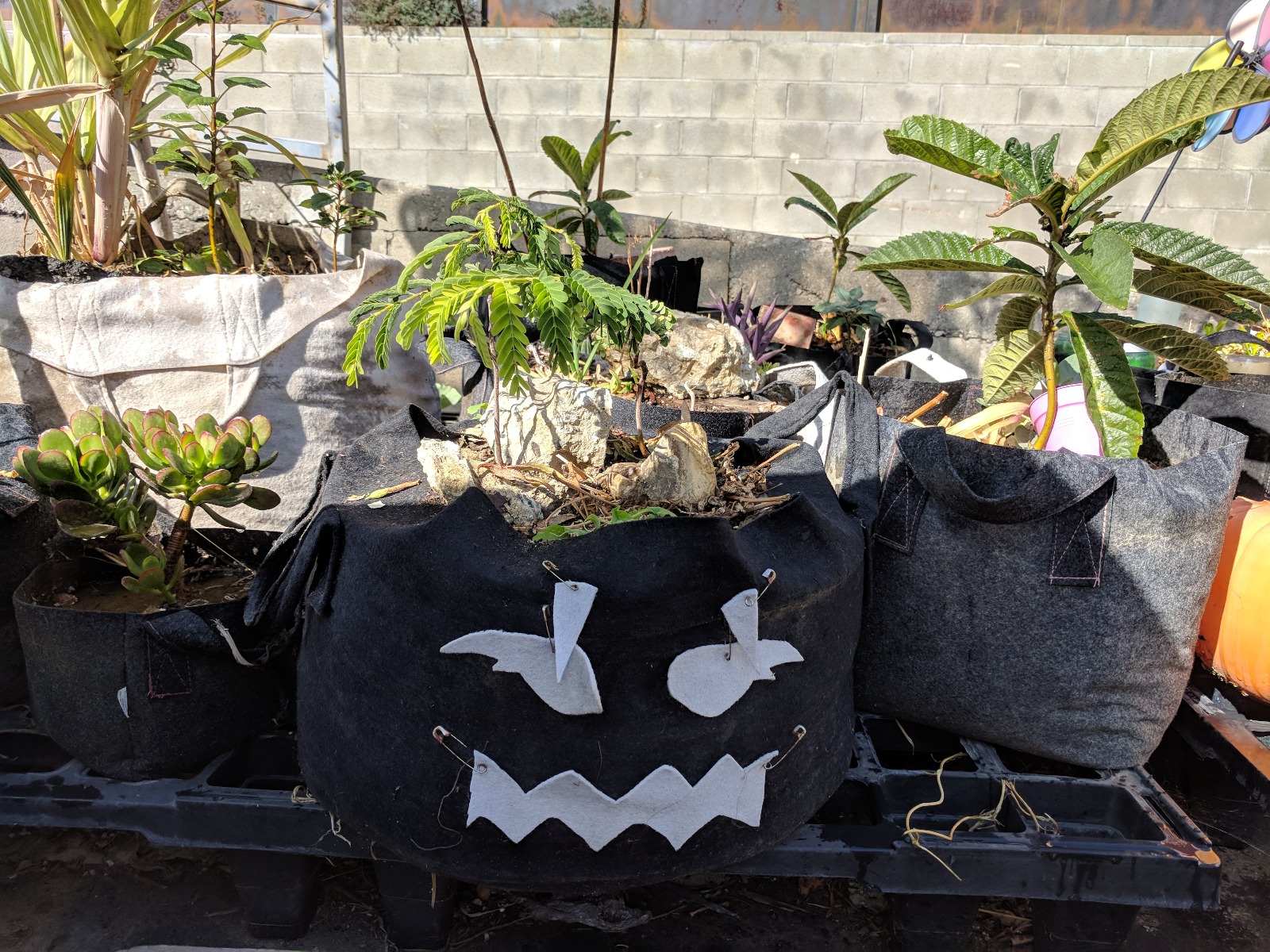 247Garden Grow Bags